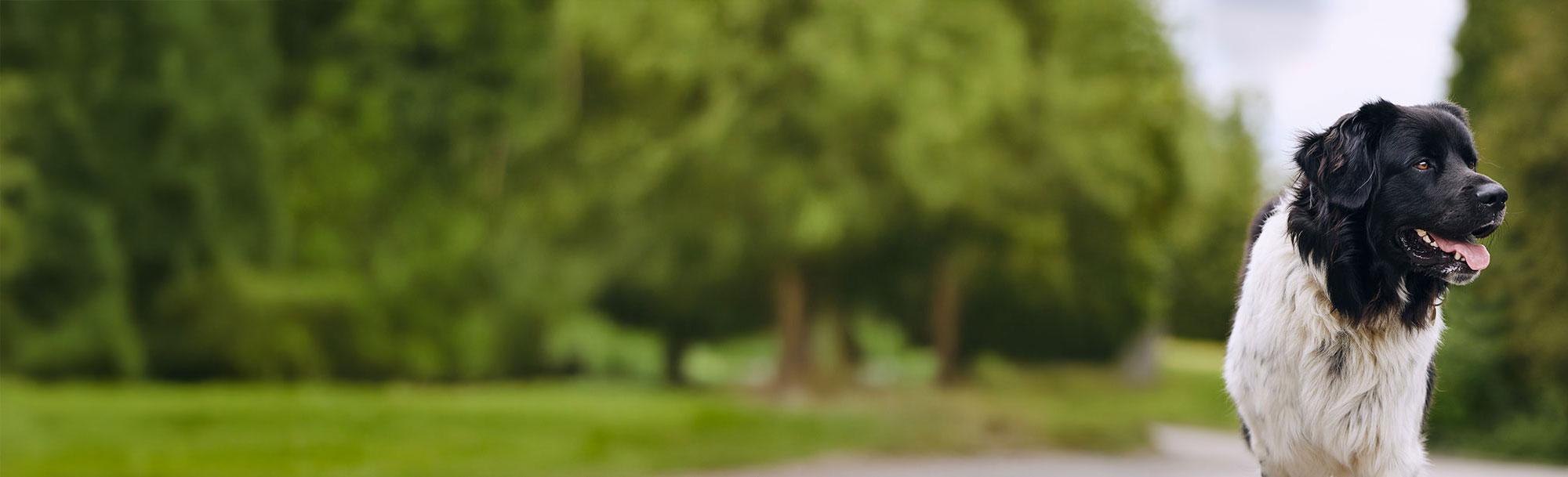 Service Dog Resources